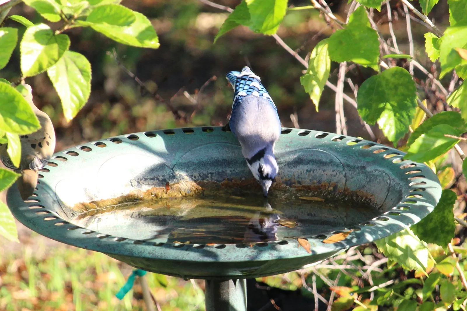 A blue jay perched on the edge of a birdbath among leaves.