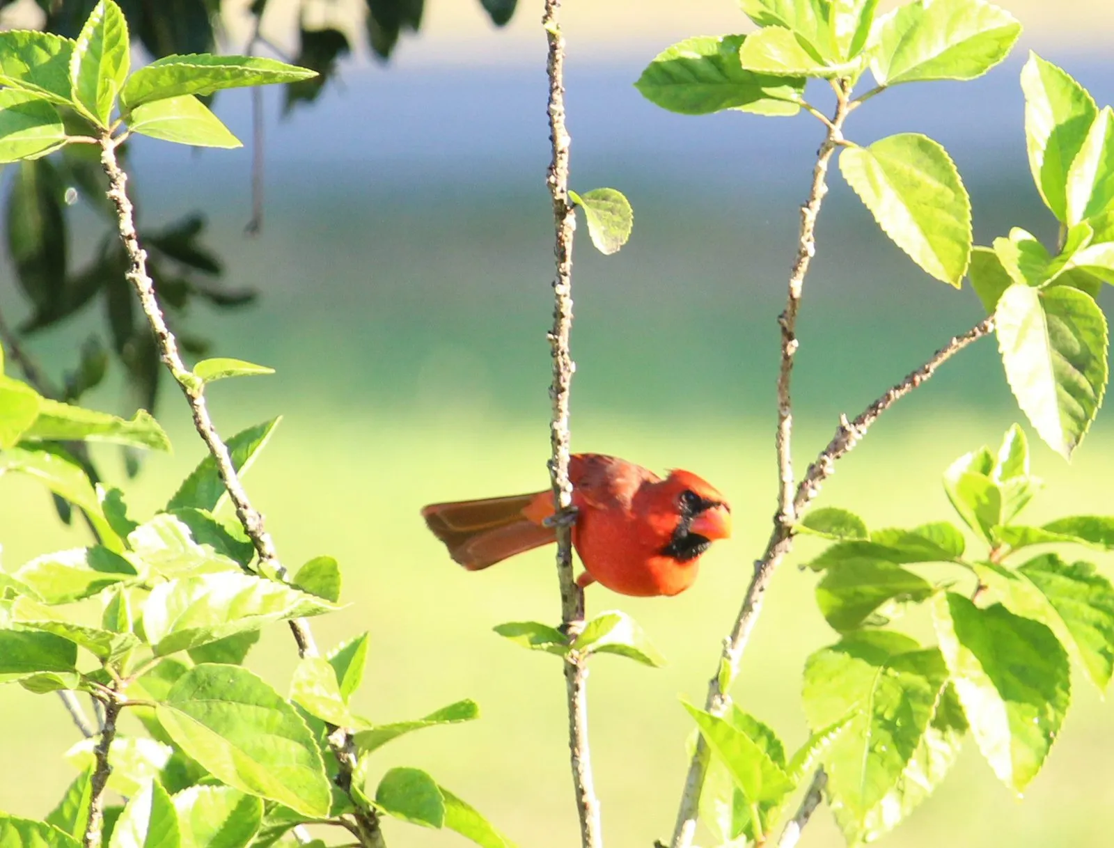 A red cardinal on a branch against soft green leaves.