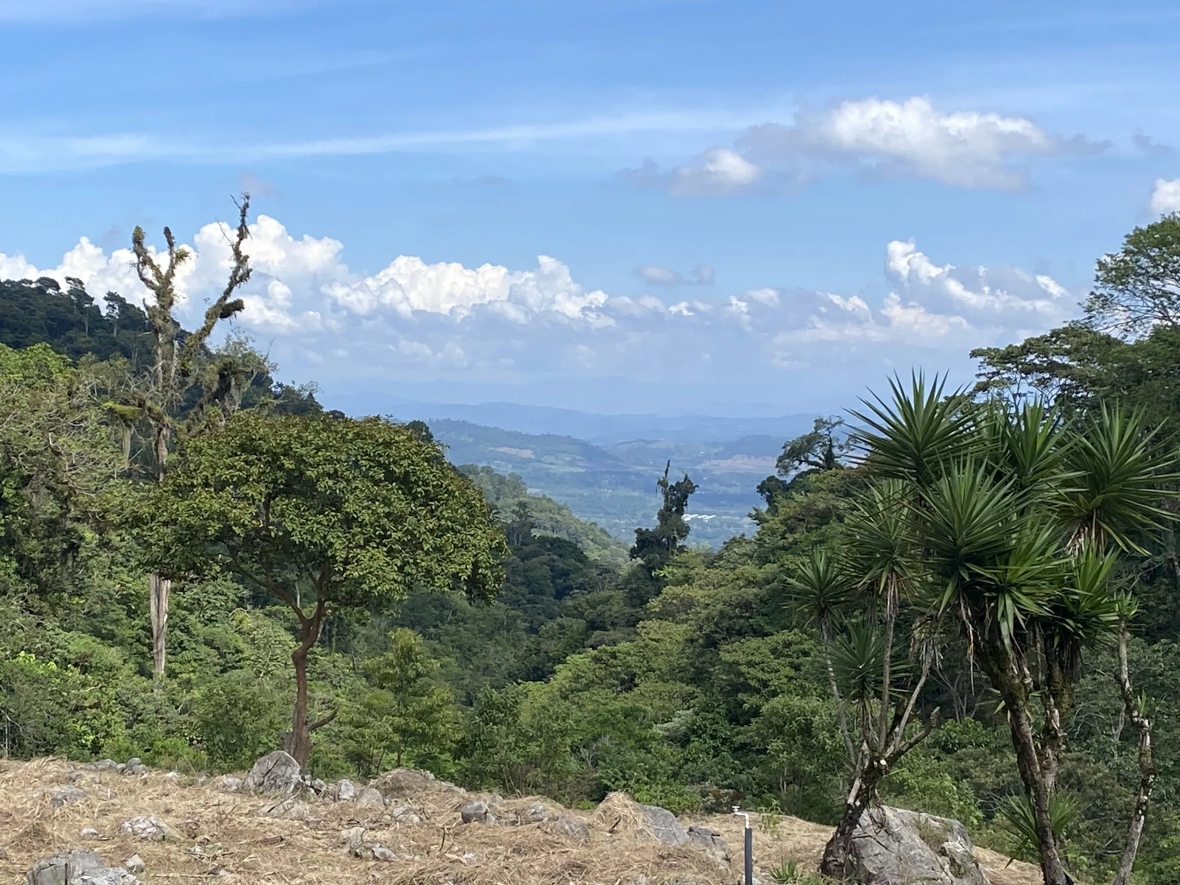 A wide view over the Honduran mountains from a high ridge, trees framing the valley.